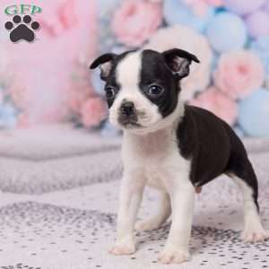 Bob, Boston Terrier Puppy